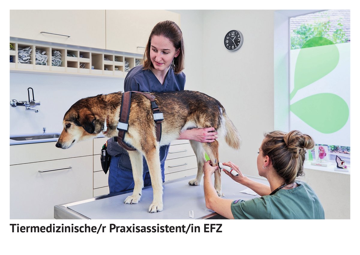 Tier­me­di­zi­nischer Praxis­assistent / Tier­me­di­zi­nische Praxis­assistentin EFZ