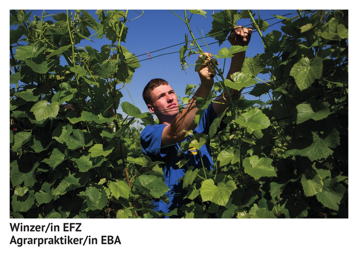 Winzer / Winzerin EFZ, Agrar­prak­tiker / Agrar­prak­tikerin EBA